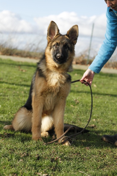 Publication : Du Buisson Chardin Auteur : BUISSON CHARDIN