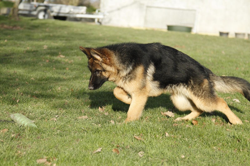 Publication : Du Buisson Chardin Auteur : BUISSON CHARDIN