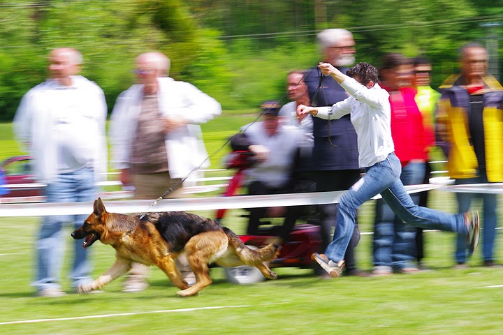 Publication : Du Buisson Chardin Auteur : Jean noël ALBISTUR