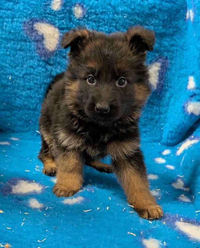 CHIOT 3 - Berger Allemand Poil Long