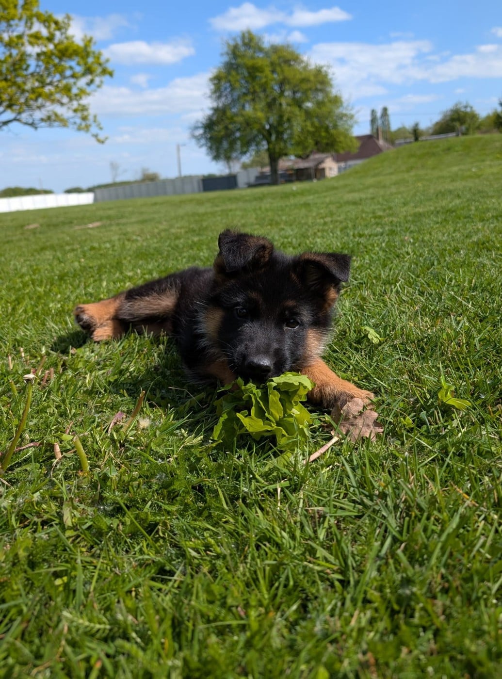 Chiot N°3