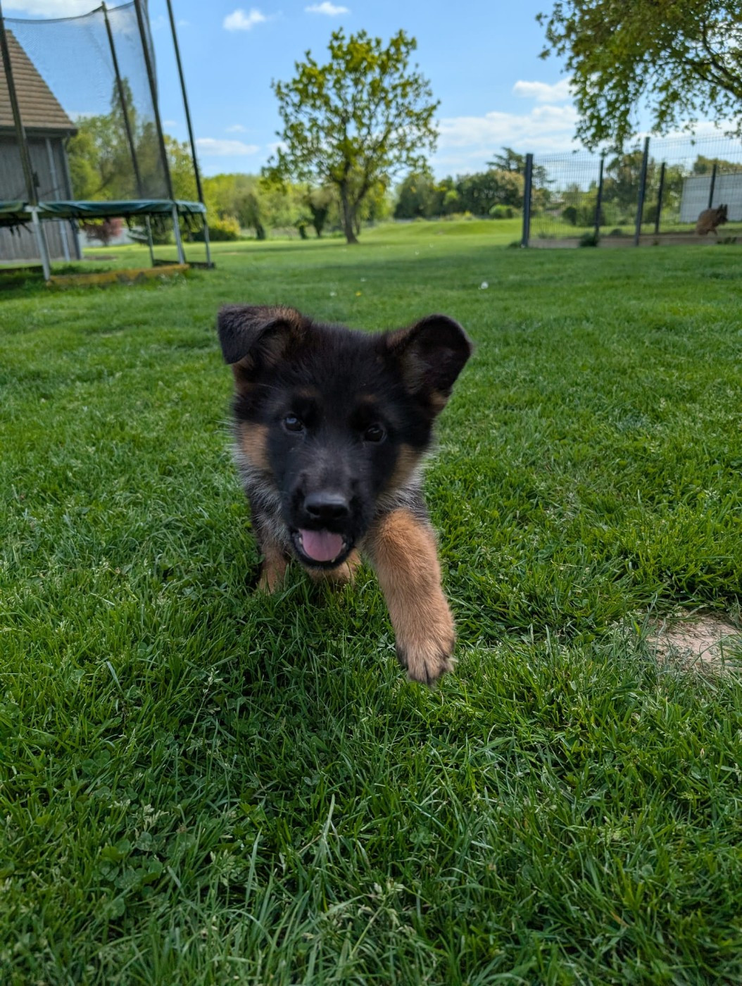 Chiot N°3