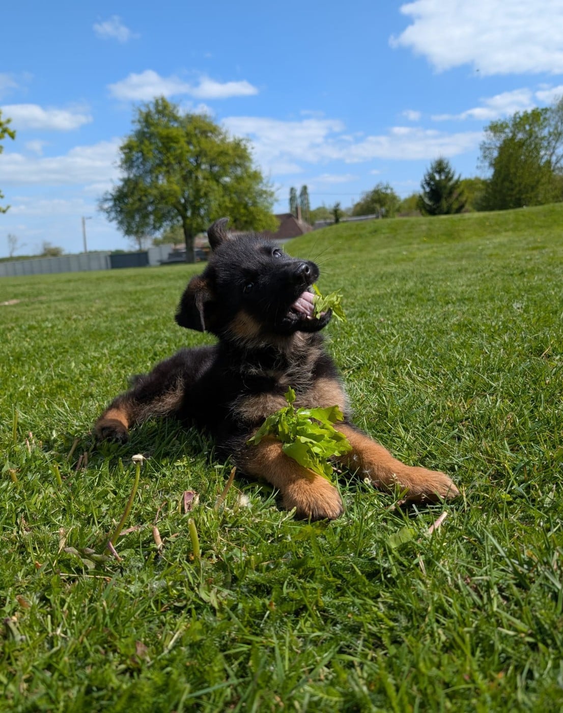 Chiot N°3