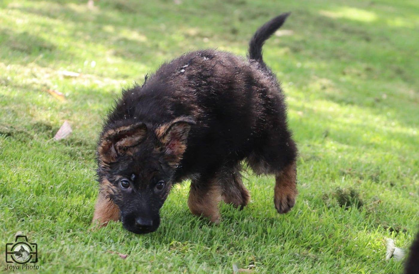 Chiot N°6 - Berger Allemand
