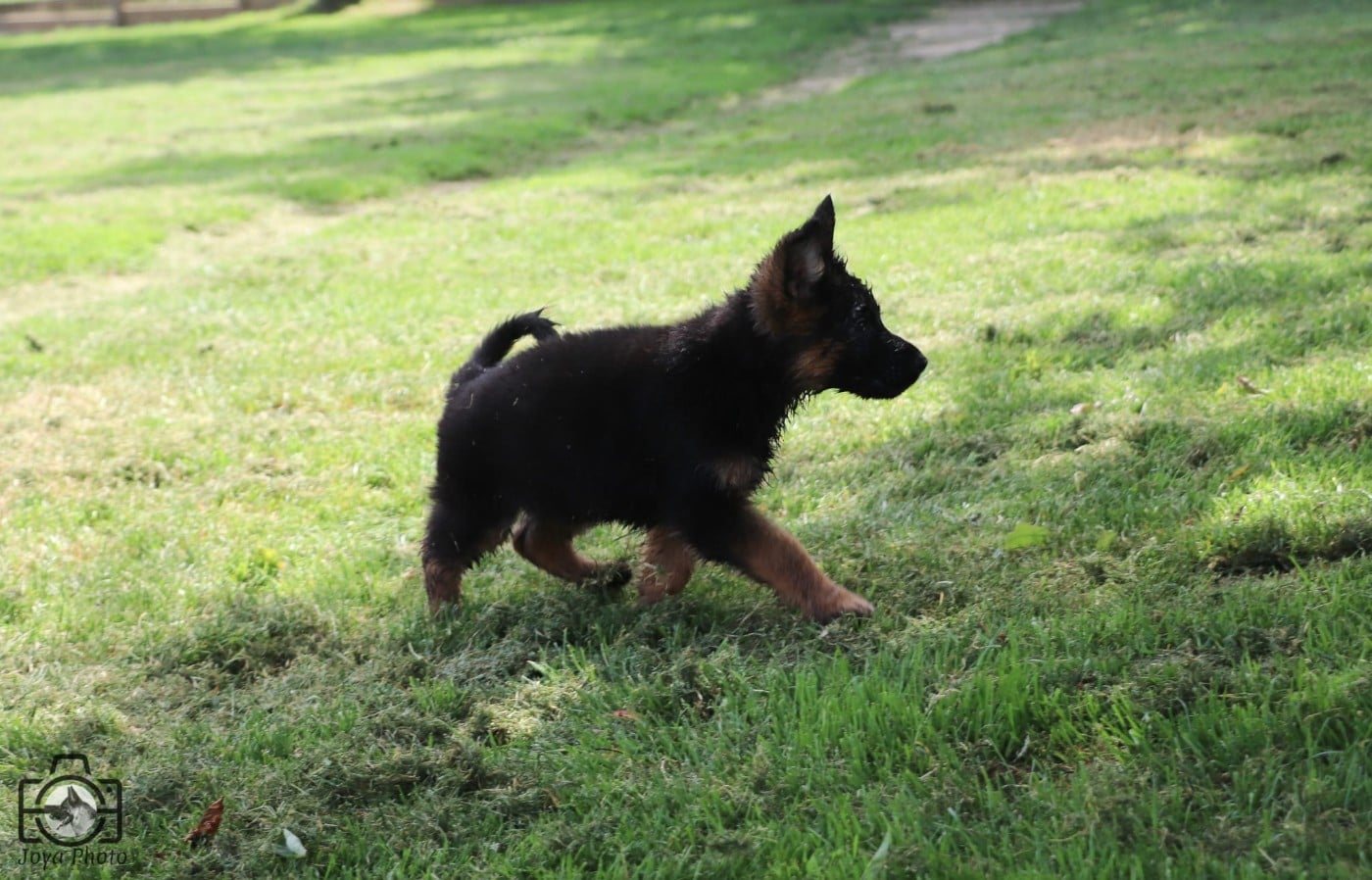 Chiot N°7 - Berger Allemand