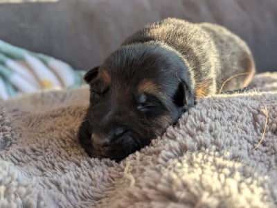 Les chiots de Berger Allemand