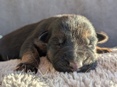 Les chiots de Berger Allemand
