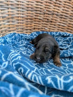 Les chiots de Berger Allemand