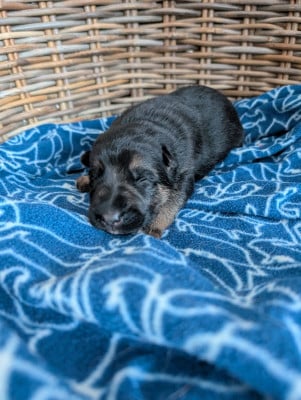 Les chiots de Berger Allemand