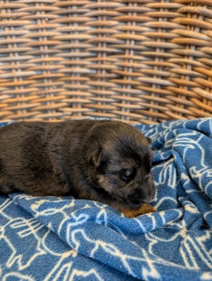 Les chiots de Berger Allemand
