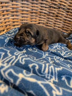 Les chiots de Berger Allemand