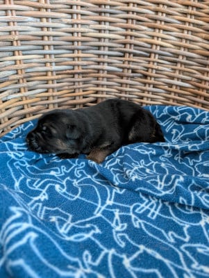 Les chiots de Berger Allemand