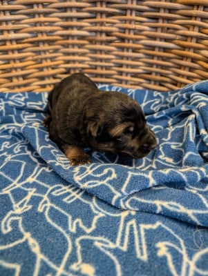 Les chiots de Berger Allemand