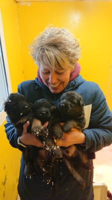 Les chiots de Berger Allemand