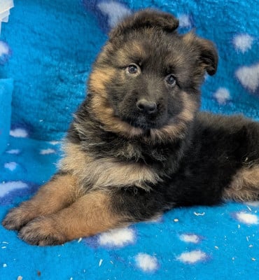 Les chiots de Berger Allemand Poil Long