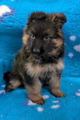 Les chiots de Berger Allemand Poil Long