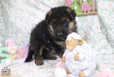 Les chiots de Berger Allemand