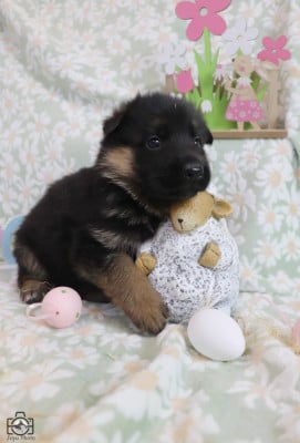 Les chiots de Berger Allemand