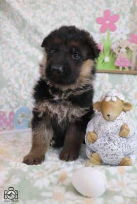 Les chiots de Berger Allemand