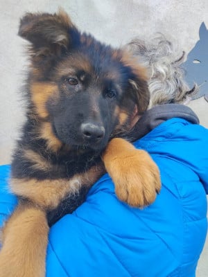 Les chiots de Berger Allemand Poil Long