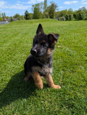 Les chiots de Berger Allemand