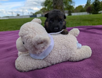 Les chiots de Berger Allemand