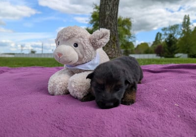 Les chiots de Berger Allemand