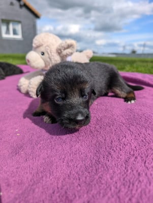 Les chiots de Berger Allemand