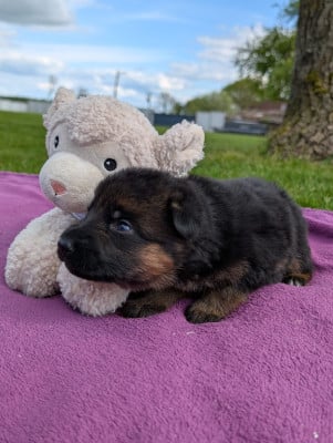 Les chiots de Berger Allemand