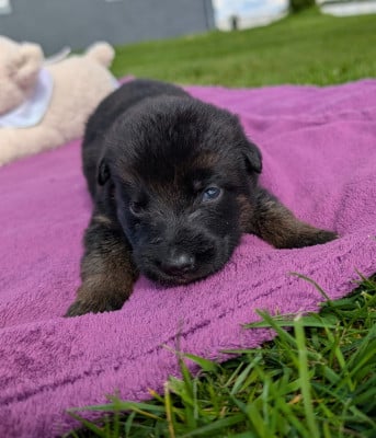 Les chiots de Berger Allemand
