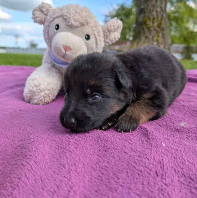 Les chiots de Berger Allemand