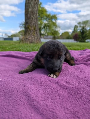 Les chiots de Berger Allemand