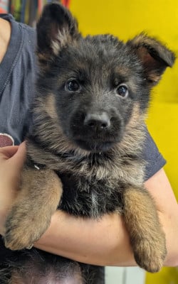 Les chiots de Berger Allemand
