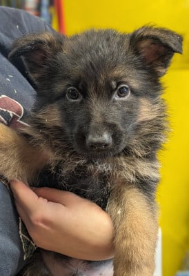 Les chiots de Berger Allemand