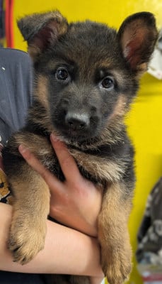 Les chiots de Berger Allemand