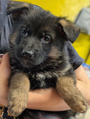 Les chiots de Berger Allemand