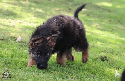 Les chiots de Berger Allemand