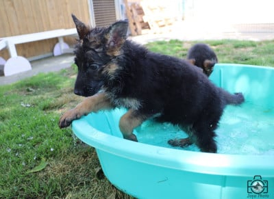 Les chiots de Berger Allemand