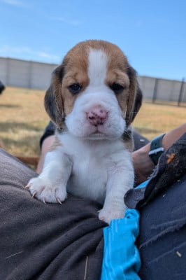 Les chiots de Beagle