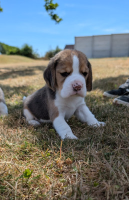 Les chiots de Beagle