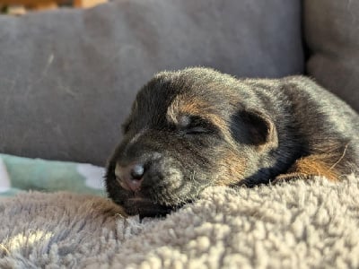 Les chiots de Berger Allemand