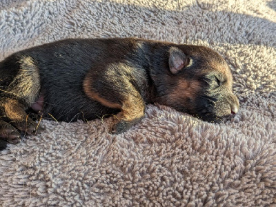 Les chiots de Berger Allemand