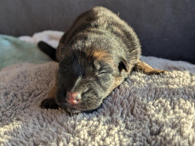 Les chiots de Berger Allemand