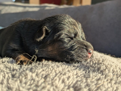 Les chiots de Berger Allemand