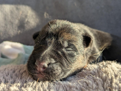 Les chiots de Berger Allemand