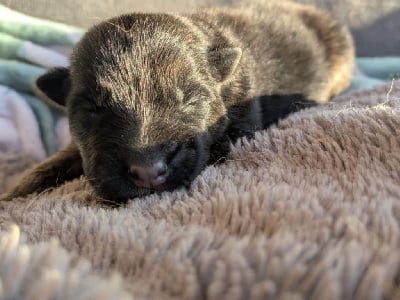 Les chiots de Berger Allemand