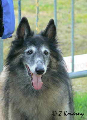 Mister kazan de la Croix Aux Chevaux
