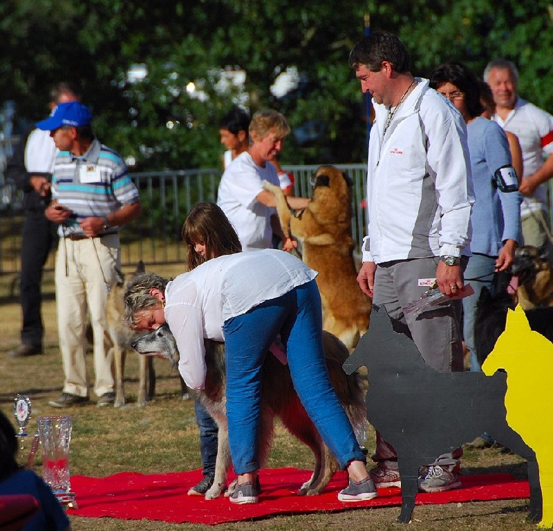 Mister kazan de la Croix Aux Chevaux