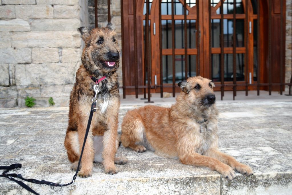 Osaka de la Croix Aux Chevaux - Très prometteur.meilleur puppy