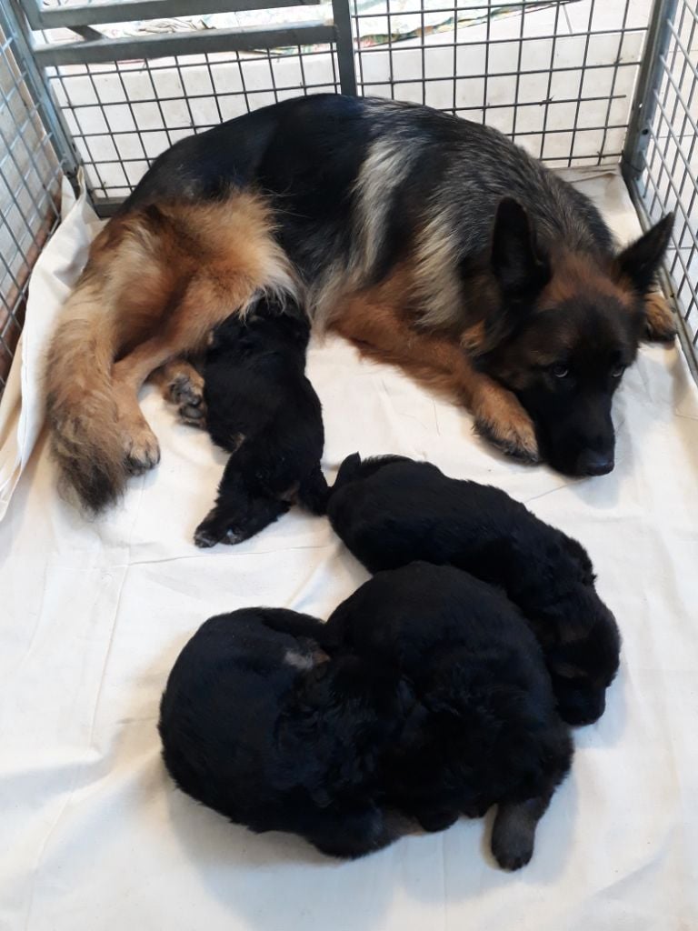 Chiot Berger Allemand Poil Long à Vendre